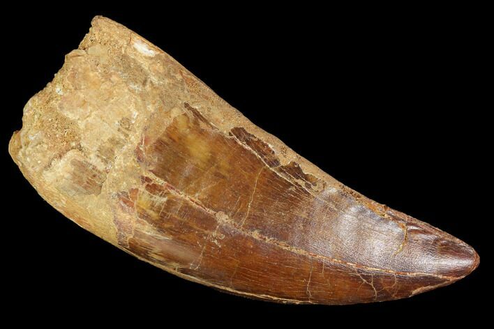 Serrated, Carcharodontosaurus Tooth - Robust Tooth #99799
